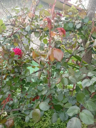 Esquejes Rosales Trepadoras