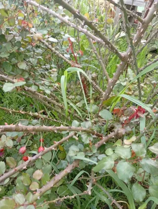 Esquejes Rosales Trepadoras