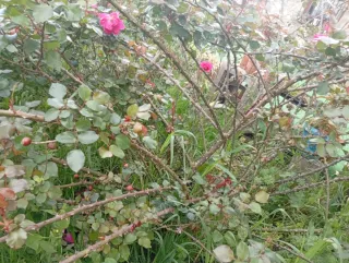 Esquejes Rosales Trepadoras