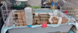 Jaula para cobayas