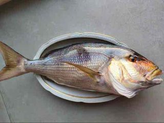 Paseo y Pesca en barco