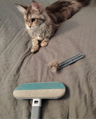 Quitapelusas para sofá y ropa