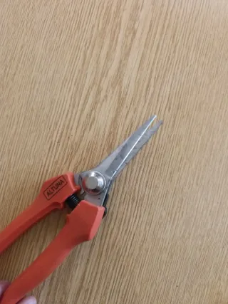 Tijeras de podar naranjas