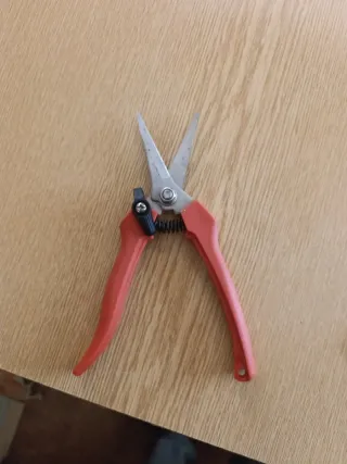 Tijeras de podar naranjas