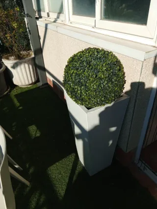 Macetas Boj Columna Blancas