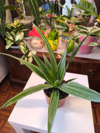 Planta Dracena variegada