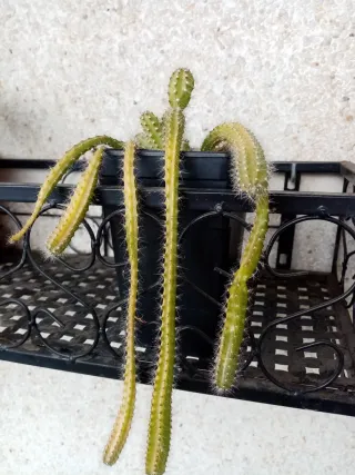 Cactus colgante