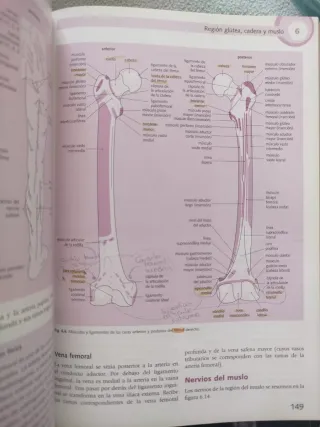 Lo esencial en anatomía. Incluye plataforma online