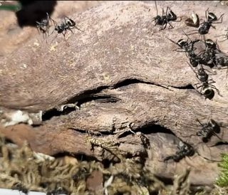 Terrario para Polyrachis Dives