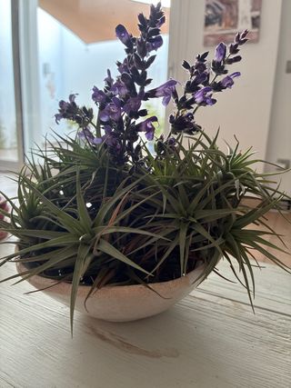 Planta Tillandsia con flor y maceta cerámica