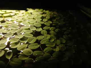 Salvinia - Planta de acuario flotante