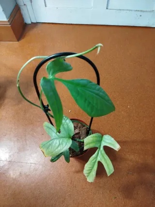 Amydrium Silver Planta