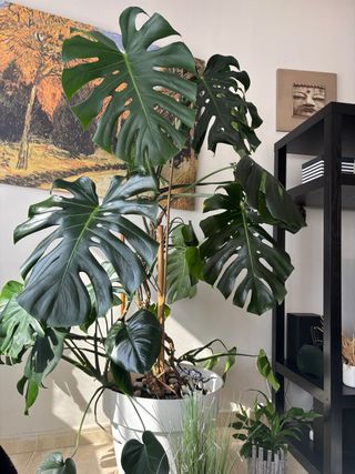 Monstera Deliciosa Planta Grande