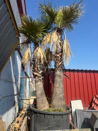 Palmera en maceta grande