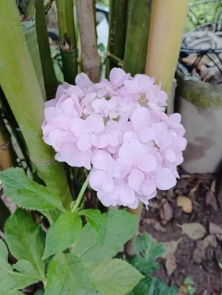 Hortensia en maceta
