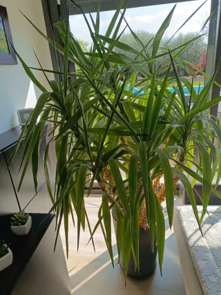 Yuca Gigante: 180 cms con maceta