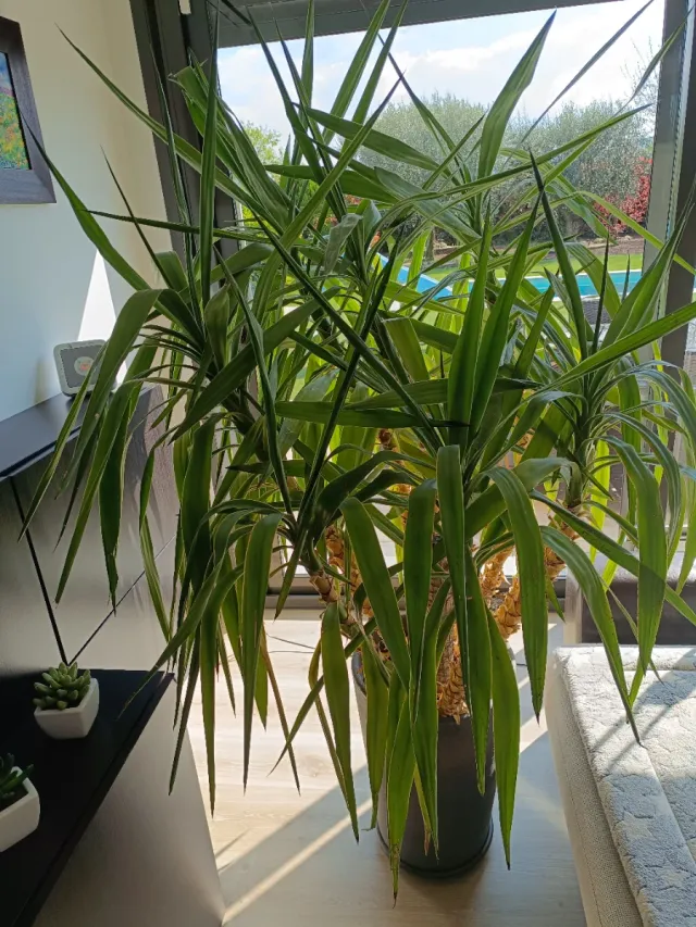 Yuca Gigante: 180 cms con maceta