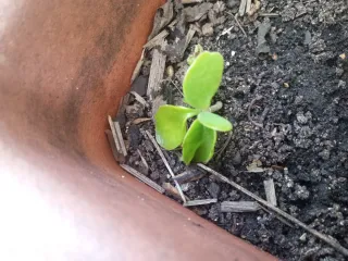 Planta Kalanchoe 2 unidades