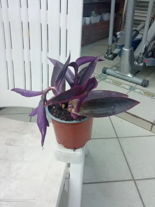 Planta cinta morada en maceta