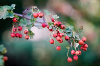 Objetivo Sony FE 1.8/50