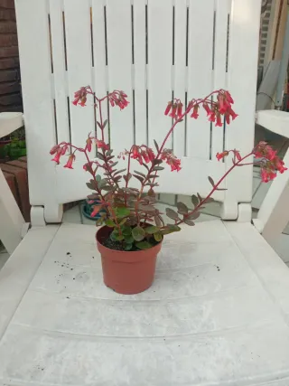 Planta con flores rojas