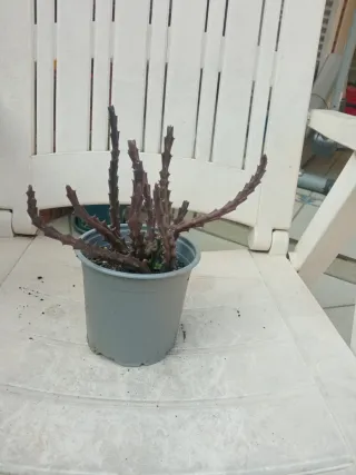 Crassula, flor de las moscas