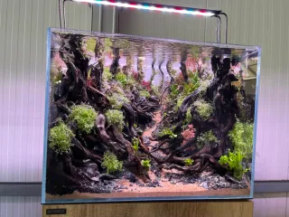 Glutaraldehído para acuarios