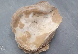 Impresionante fósil Marino