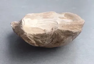 Impresionante fósil Marino