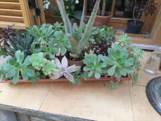 Teja con Suculentas, Aloes y Cactus