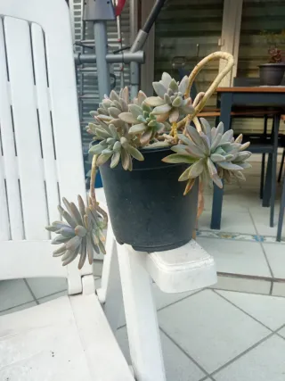 Crasas con flor amarilla