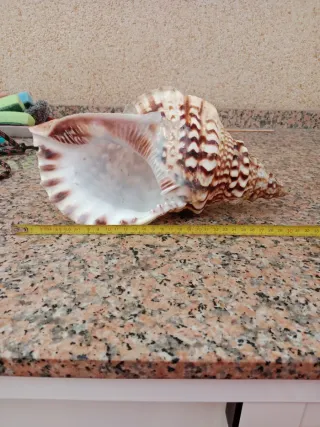 Caracola Mediterráneo Grande