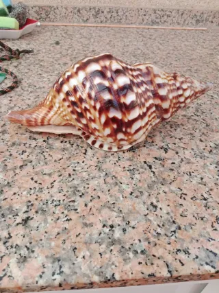 Caracola Mediterránea Decorativa