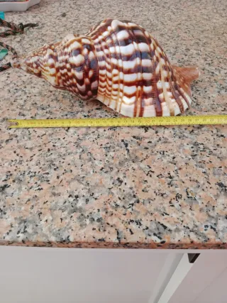 Caracola Mediterránea Decorativa