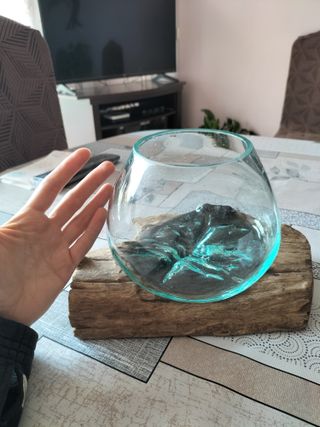 Terrario de cristal con tronco