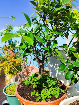Bonsái Ficus Retusa