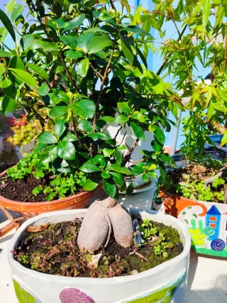 Bonsái Ficus Retusa