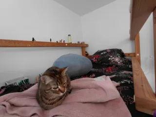 Litera 1.60m madera, forma de barco y columpio