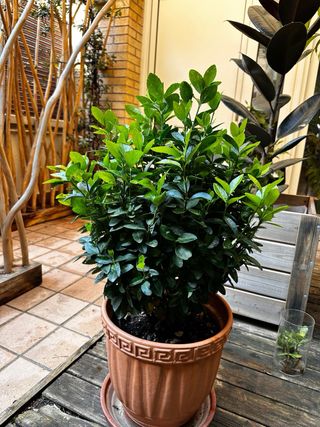 Arbusto perenne en maceta grande