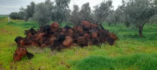 Leña de olivo para regalo