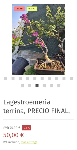 prebonsai Lagestroemeria terrina. precio final