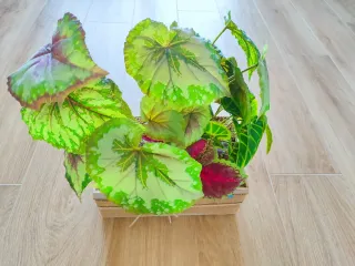 Planta de interior Flores Ohana