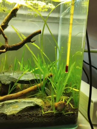 Planta Vallisneria para acuario