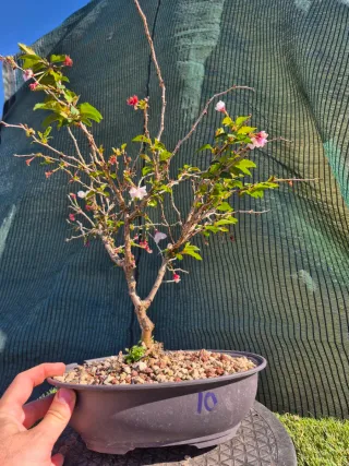 Prebonsai Prunus Incisa Kojonomai T10