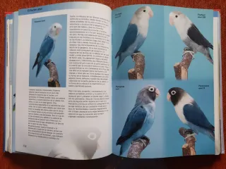 Libro Agapornis - Dirk Van den Abeele