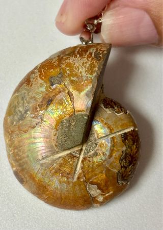 Colgante de ammonites + cadena en plata de ley 925
