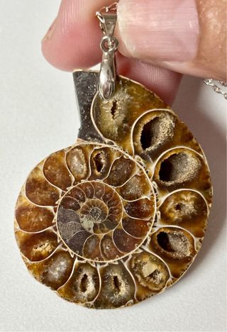 Colgante de ammonites + cadena en plata de ley 925