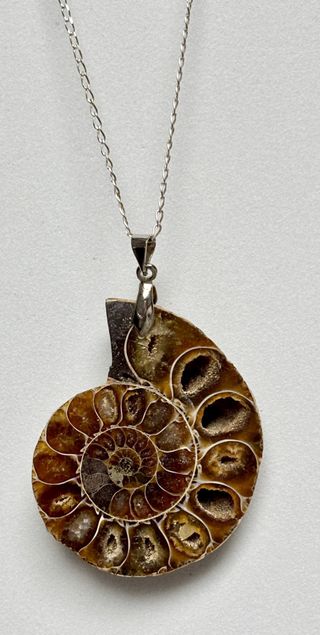 Colgante de ammonites + cadena en plata de ley 925