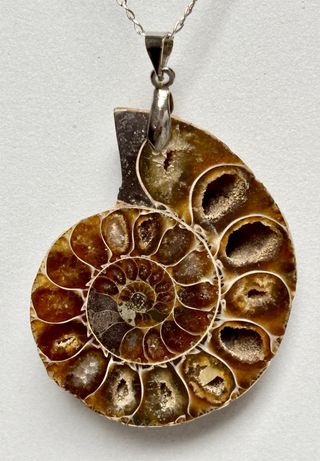 Colgante de ammonites + cadena en plata de ley 925