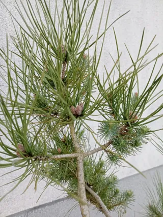 Prebonsai Pino...futuro bonsai